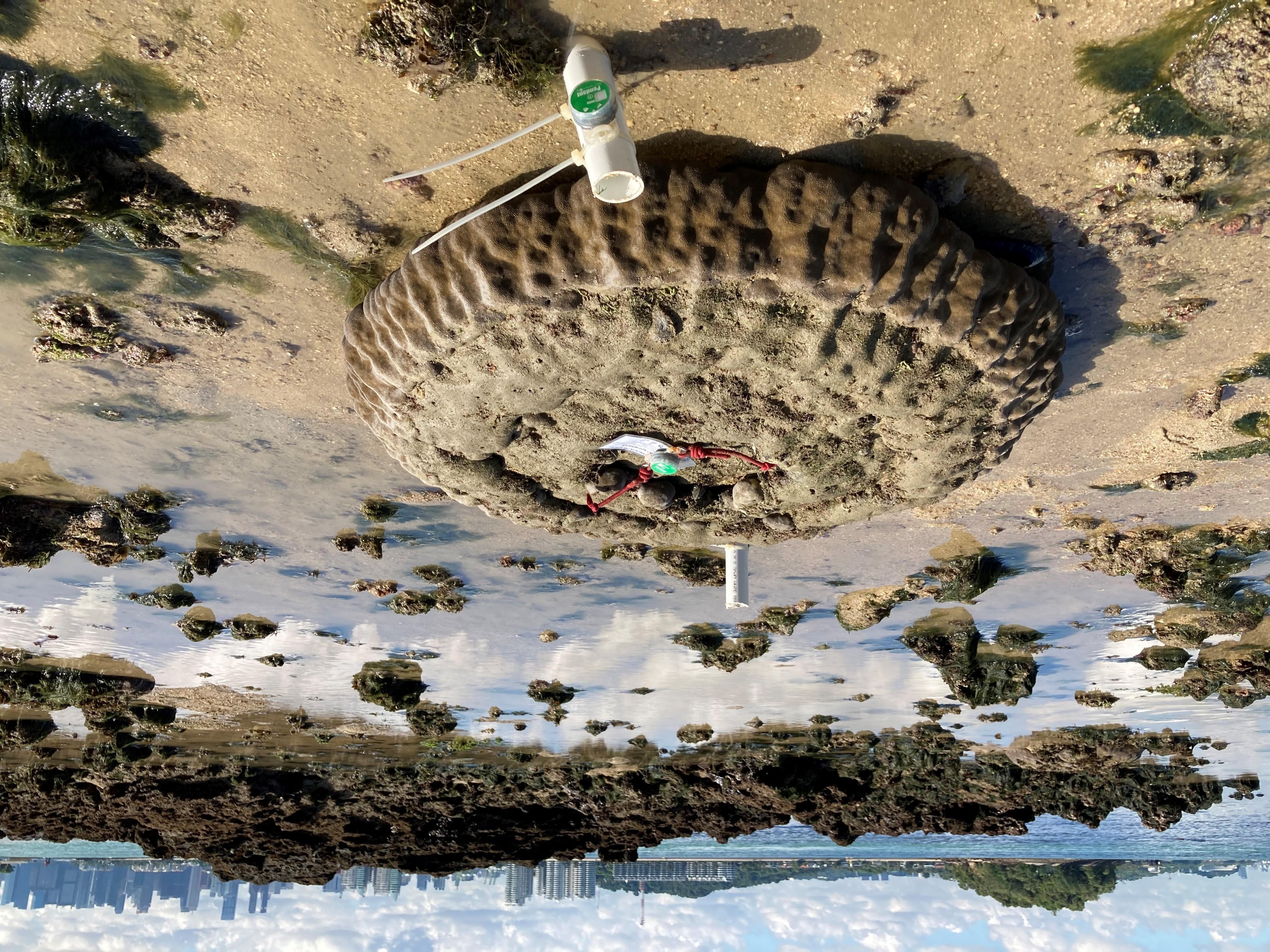 PAGES Magazine articles | PAGES